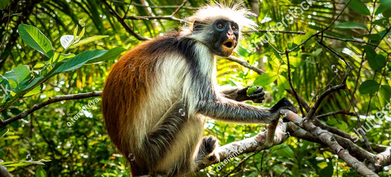 Red colobus monkeys and forest trails